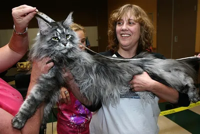 Самый длинный кот в мире попал в Книгу рекордов Гиннесса и стал