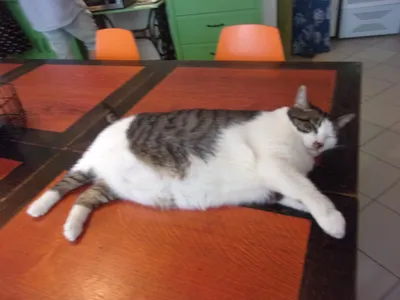 Самый высокий кот в мире может сам открывать двери и есть со стола -  Газета.Ru | Новости