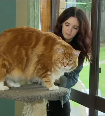 Рост самого длинного кота в Самаре больше метра, а вес самого толстого  почти 10 кило - KP.RU