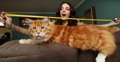 Мейн-кун Омар - самый длинный кот в мире | Гавкуша | Дзен