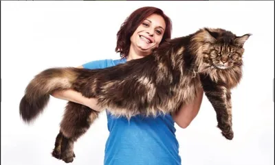 Самый длинный в мире кот — как выглядит претендент на чемпиона
