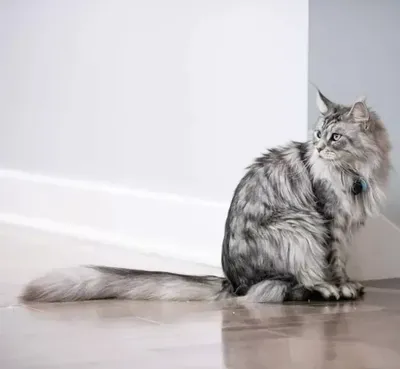 Домашний кот итальянки признан самым длинным в мире - 24.01.2019, Sputnik  Беларусь