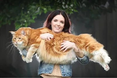 Фотографии самого большого кота в мире, который вошел в Книгу рекордов  Гиннеса | Эвелина Емельянова | Дзен