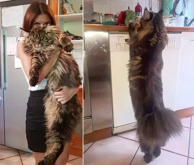 В Одессе выберут самого длинного кота | Новости | OBOZ.UA