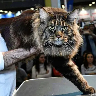 В Киеве выбрали самого большого кота Украины | Сегодня