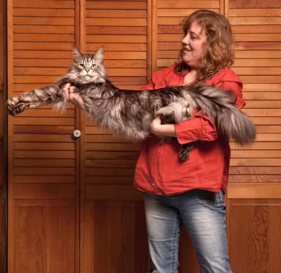 BB.lv: Мейн-кун Омар — самый длинный кот в мире