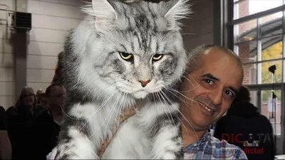 Петербургский кот Монс претендует на звание самого длинного кота в городе.  Metro
