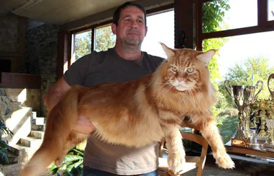 Как выглядит самый длинный домашний кот в мире (фото)