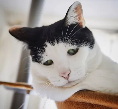 Самый грустный в мире кот впервые улыбнулся, когда его приютили новые  хозяева | Пикабу