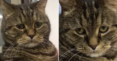 Музейный Кот - Умер самый грустный кот в мире. Прощай, братан. | Facebook
