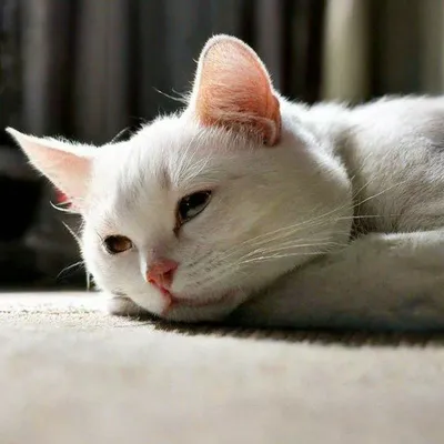 Самый грустный кот в мире» — создано в Шедевруме