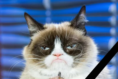 Самый грустный кот нашел хозяев после того, как стал звездой в интернете »  Кошка Ветра