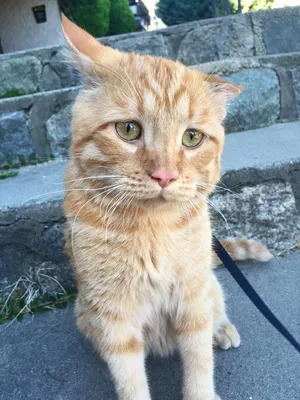 Грустный кот Брюс Уиллис обрел хозяйку и стал самым счастливым: Звери: Из  жизни: Lenta.ru