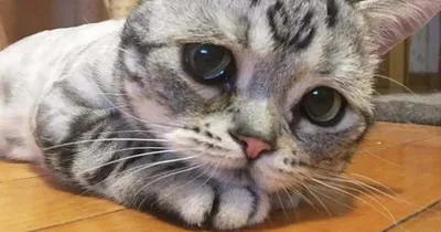 Этот кот не может быть настоящим!»: самый грустный кот найден в Китае. ФОТО