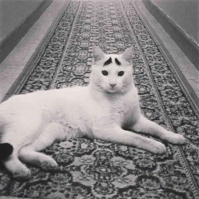 Инстаграм грустного кота » uCrazy.ru - Источник Хорошего Настроения