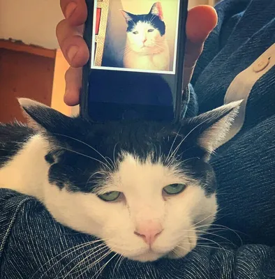 В сети нашли самого грустного кота в мире