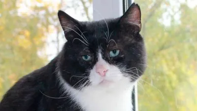 Разочаровавшийся в жизни кот стал звездой из-за грустных глаз - Питомцы  Mail.ru