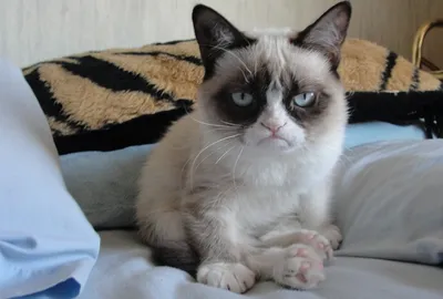 Самый грустный кот» Миша стал звездой в TikTok | Котики | Европа Плюс