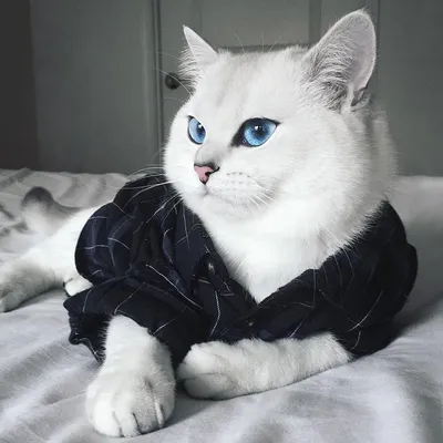 Голубоглазый Коби – самый красивый кот Инстаграма (25 фото)