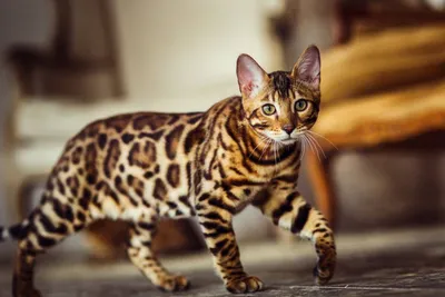 Фото одного из самого красивого кота из породы плюшнвых, зовут Тито | Мир  ФАКТОВ | Дзен