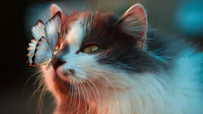 Серьезное изображение лица красивого кота Стоковое Фото - изображение  насчитывающей глаза, имеет: 196098768