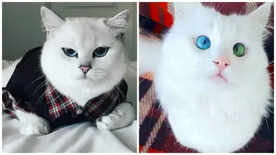 Серьезное изображение лица красивого кота Стоковое Фото - изображение  насчитывающей ангстрома, каждое: 196098766