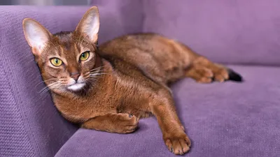 Мурзик стал самым красивым котом на свете!» — создано в Шедевруме