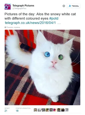Foto Stock Два кота на черном фоне. Портреты. Зеленые глаза, очень  красивые. Кот серый, пушистый | Adobe Stock