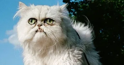 В Instagram ведет страничку самый \"странный\" кот Англии - Телеграф