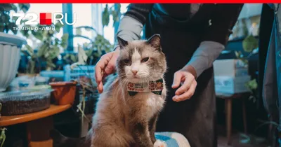 История приютского кота, который покорил сердце человека. Cats for adoption  Kyiv - проект допомоги безпритульним котикам