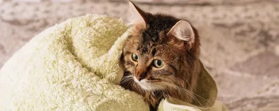Блог о животных — Старый кот