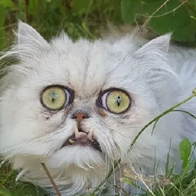 В Петербурге снимают фильм глазами кота
