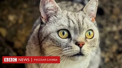 Как дела у самого популярного кота Беларуси
