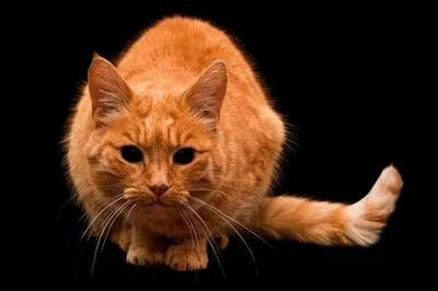 Блог о животных — Старый кот