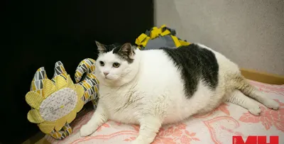 У самого толстого кота в Беларуси возникли проблемы со здоровьем | Новости  Беларуси | euroradio.fm