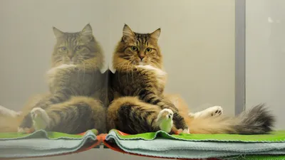 Самого толстого кота в мире весом более 18 килограммов спасли в США