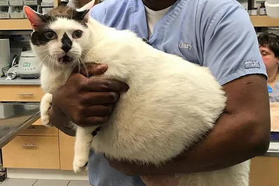 Самого толстого кота в Нью-Йорке посадят на жесткую диету
