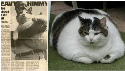 Грустная история самого толстого в мире кота по имении Химми.♡ | Статьи про  кошек | Дзен