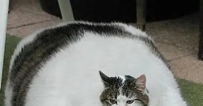 Самый толстый кот на земле и его печальная история | Пикабу