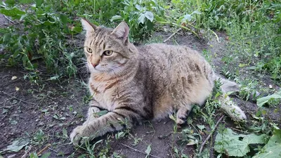 Зоозащитники в США спасли от хозяина «самого толстого кота в мире» |  Природа | Общество | Аргументы и Факты