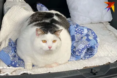 Самого толстого в мире кота посадили на диету