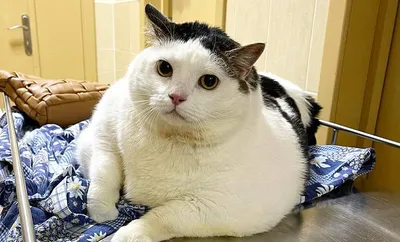 В приют для животных в США привезли очень толстого кота