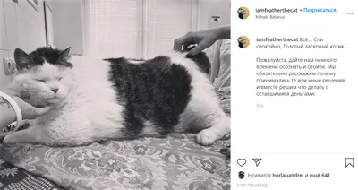 Степы больше нет. Самый прекрасный толстый кот отправился на радугу -  YouTube