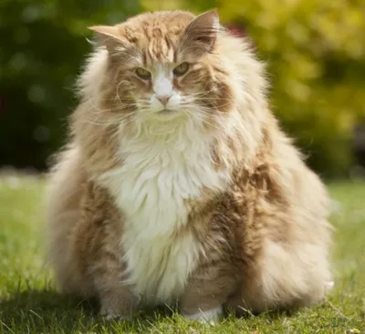 18 килограммов счастья: прогулка самого толстого кота Нью-Йорка попала на  видео