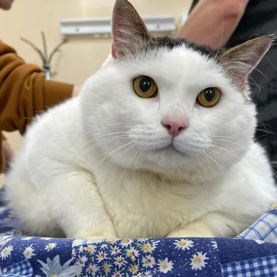 Самый толстый кот Беларуси перестал есть и умер – REFORM.by
