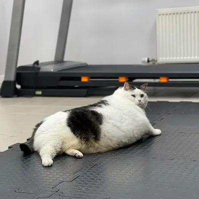 Самый толстый кот в мире: топ-5 рекордсменов