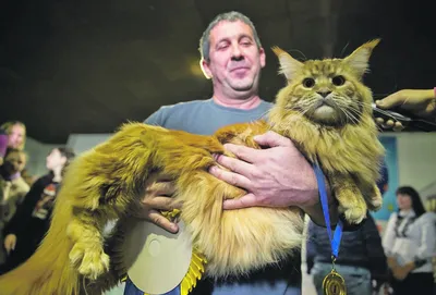 21 килограмм: как выглядят самые толстые коты в мире
