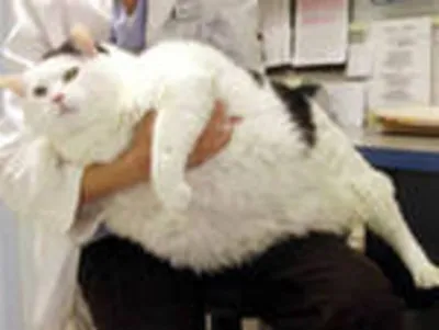 Cамый толстый кот мира сел на диету: только посмотрите на этого пухляша!