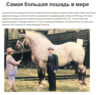 Фото самой большой лошади фотографии