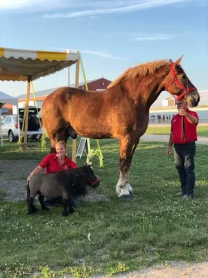 Самый большой конь в мире породы бельгийский тяжеловоз умер